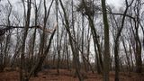 Mysteriöse Orte: Spukwald Hoia Baciu