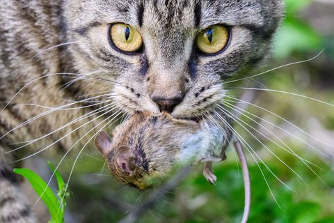 Mäusefänger, Vogelfresser - Zuviel Katzen im Südwesten. (Archivbild) Foto: Julian Stratenschulte/dpa