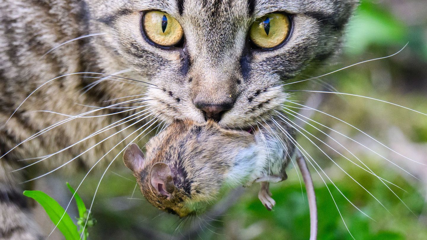 Mäusefänger, Vogelfresser - Zuviel Katzen im Südwesten. (Archivbild) Foto: Julian Stratenschulte/dpa