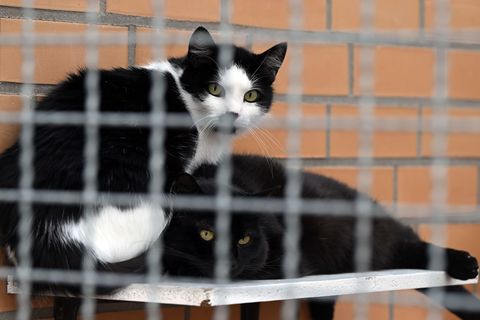 Die Katzenflut bringt Tierheime an den Rand der Erschöpfung.(Archivbild) Foto: Federico Gambarini/dpa