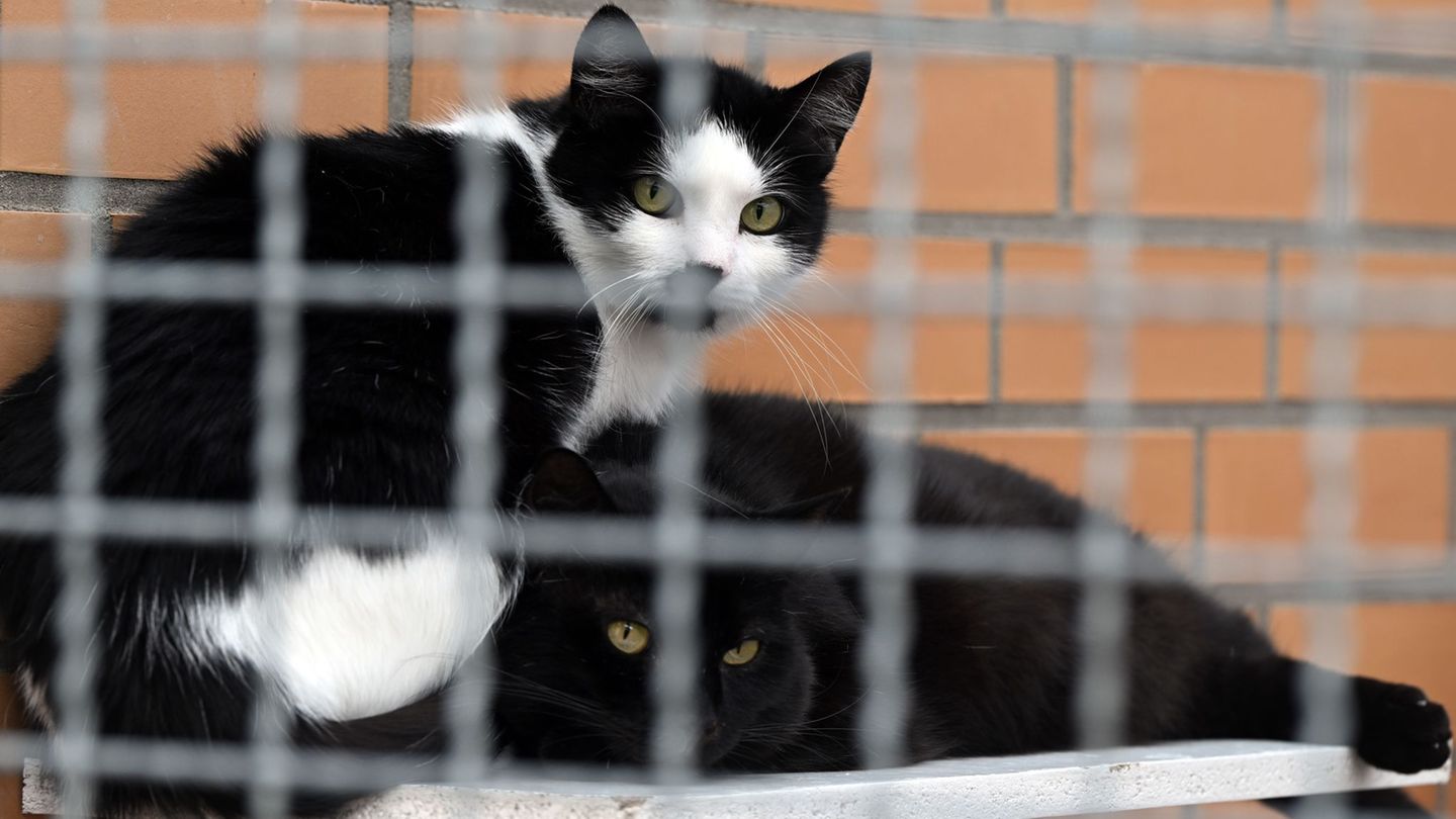 Die Katzenflut bringt Tierheime an den Rand der Erschöpfung.(Archivbild) Foto: Federico Gambarini/dpa