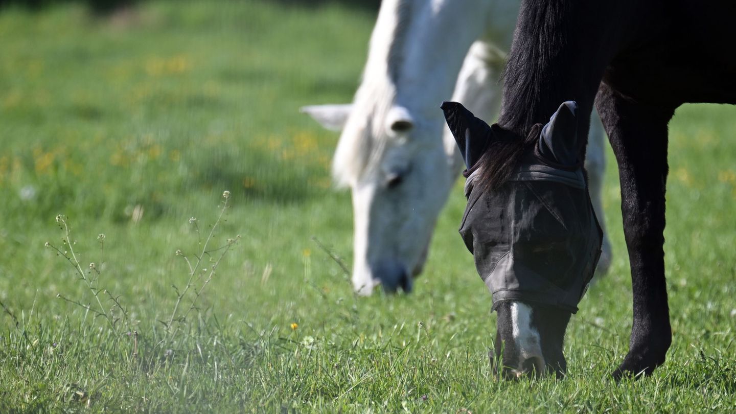 Zwei Pferde sind auf einer Weide auf Fehmarn von einem Unbekannten verletzt worden. (Symbolfoto) Foto: Federico Gambarini/dpa