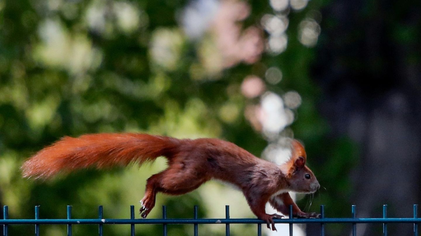Eichhörnchen in Berlin