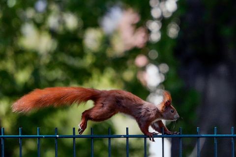 Eichhörnchen in Berlin