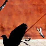 Fotografie: Schattenriss Tauben