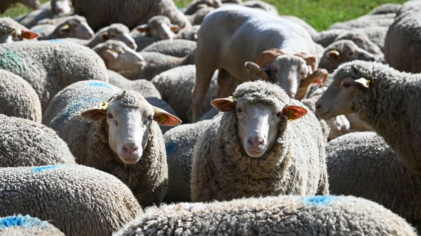 Rund 20 Tiere brechen aus ihrem Gehege aus. (Symbolbild) Foto: Heiko Rebsch/dpa