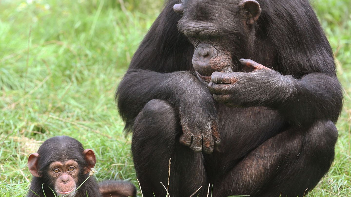 Im Zoo in Bremerhaven ist ein Schimpansenbaby eingeschläfert worden. (Symbolbild) Foto: Holger Hollemann/dpa