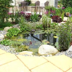 Wasserpflanzen in einem Teich