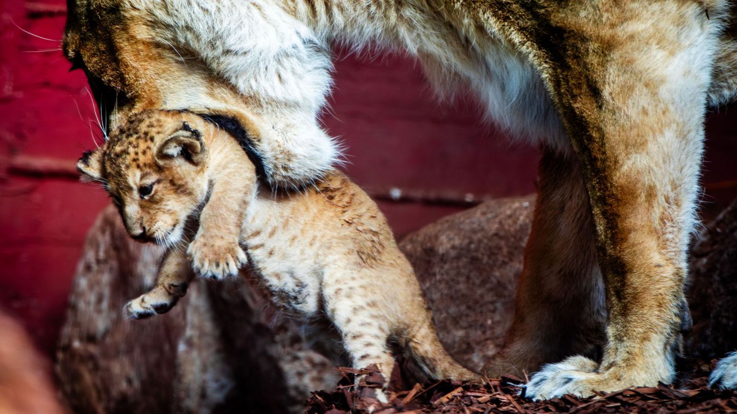 Mittlerweile können Zoobesucher das Löwenbaby Manika sehen. (Archivbild) Foto: Jens Büttner/dpa