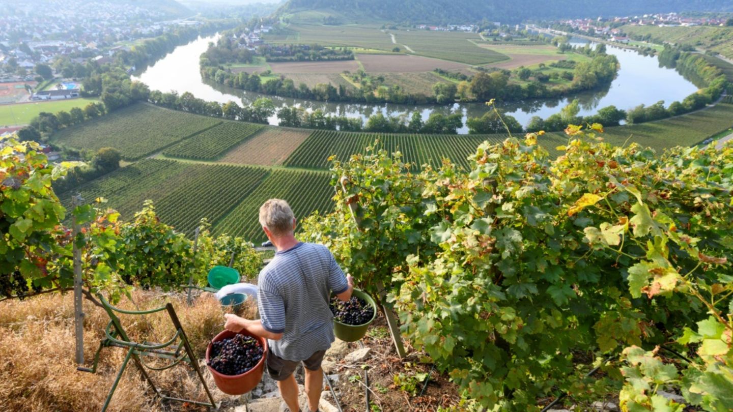 Weinberg am Neckar
