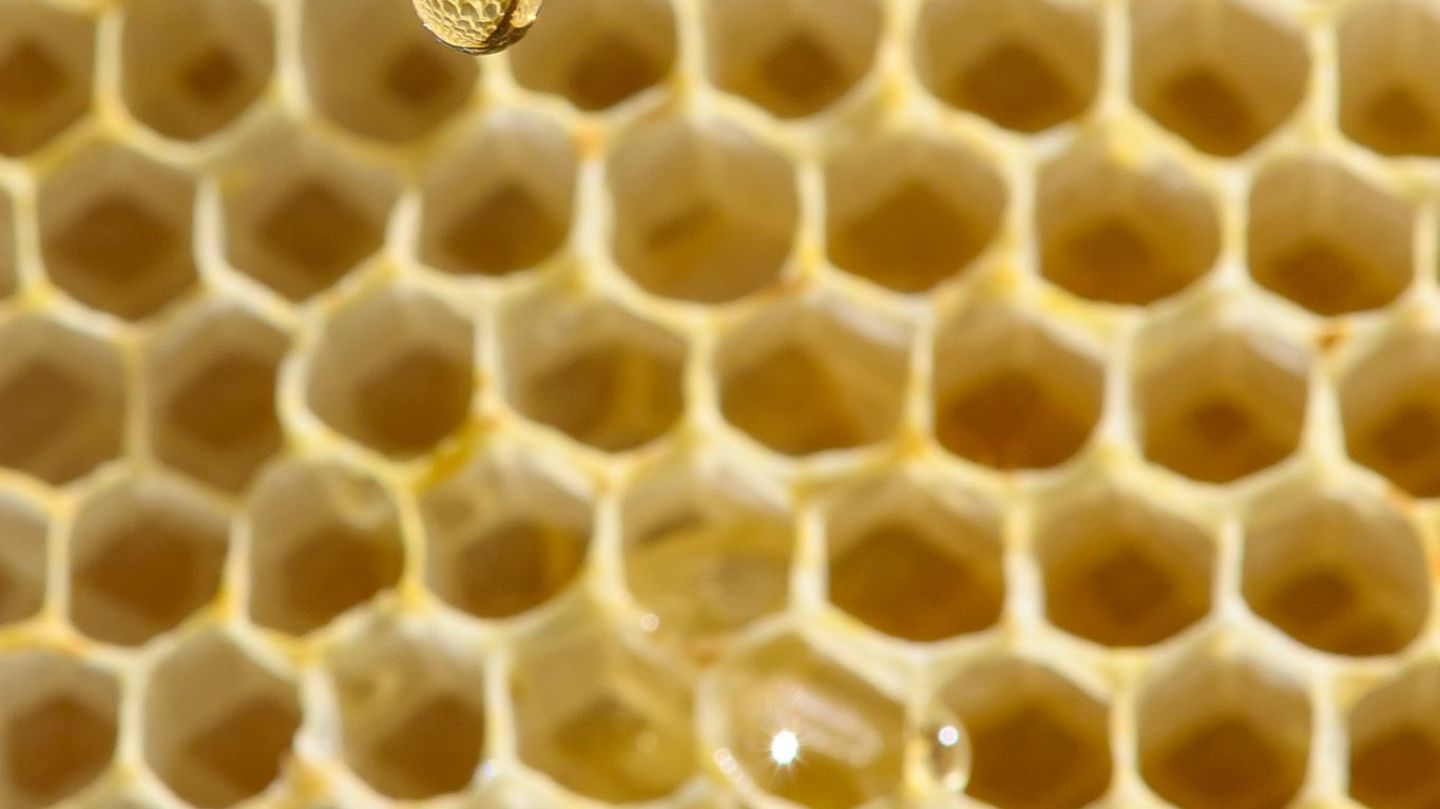 Die Bienensaison 2025 ist vorbei. (Symbolbild) Foto: Klaus-Dietmar Gabbert/dpa