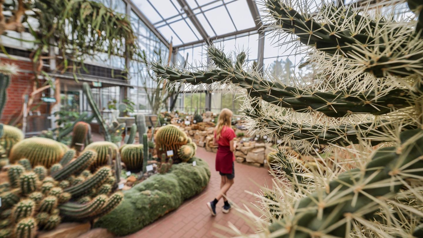 Aus dem Botanischen Garten in Kiel wurden zuletzt immer wieder Kakteen gestohlen. (Archivbild) Foto: Ulrich Perrey/dpa