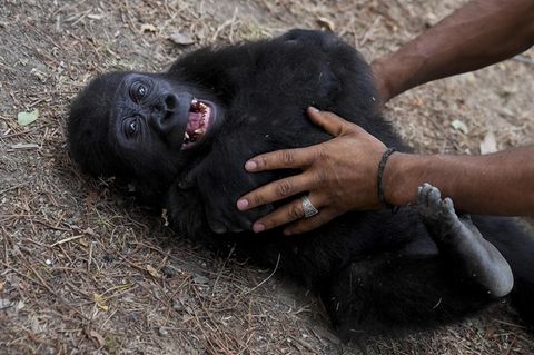 Gorilla-Baby Zeytin
