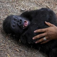 Gorilla-Baby Zeytin