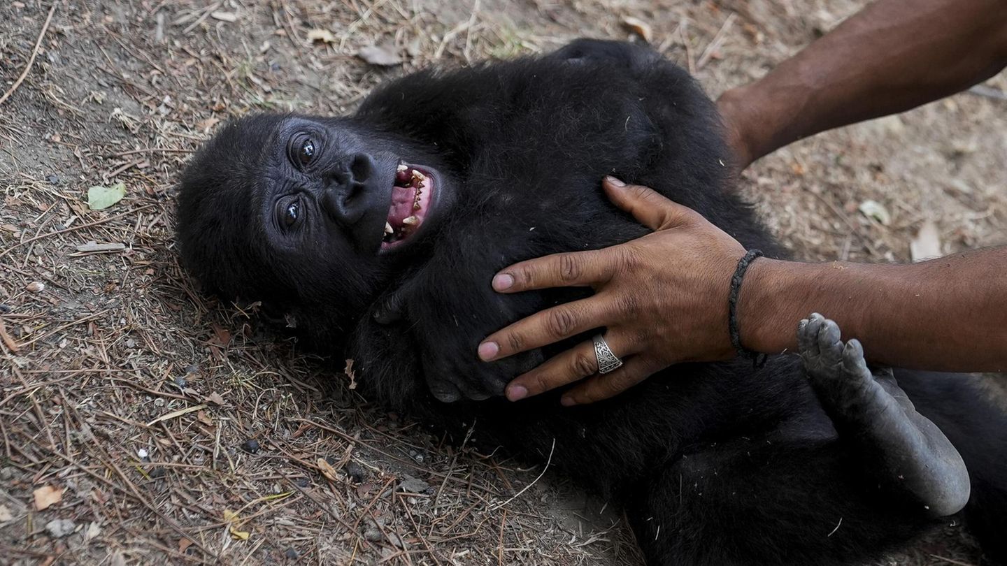 Gorilla-Baby Zeytin