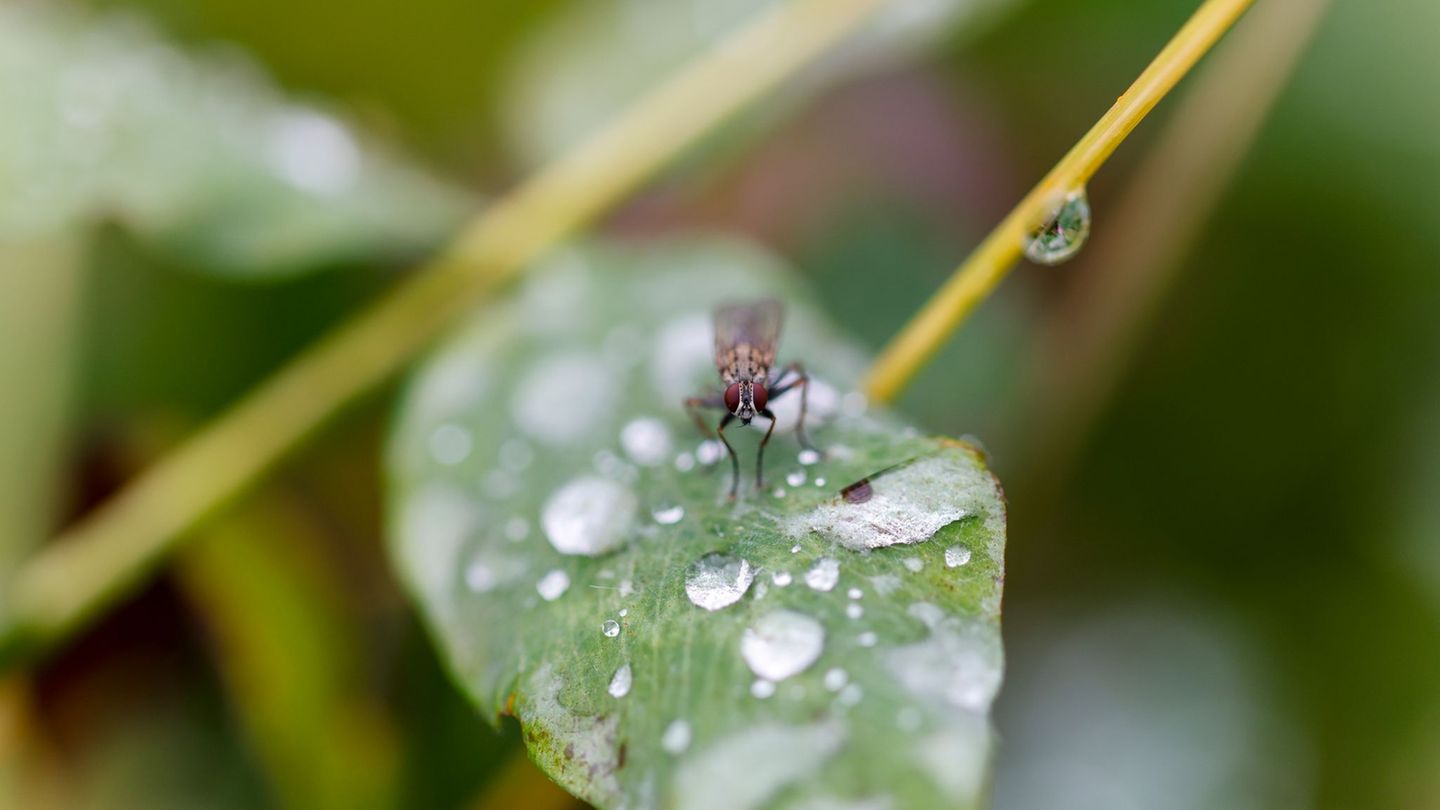 In den nächsten Tagen sind immer wieder Schauer zu erwarten. Foto: Thomas Banneyer/dpa