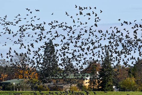 Raue, kalte Winter gibt es kaum noch. Zugvögel haben weniger Druck, ins Warme zu ziehen. (Archivfoto) Foto: Klaus-Dietmar Gabber