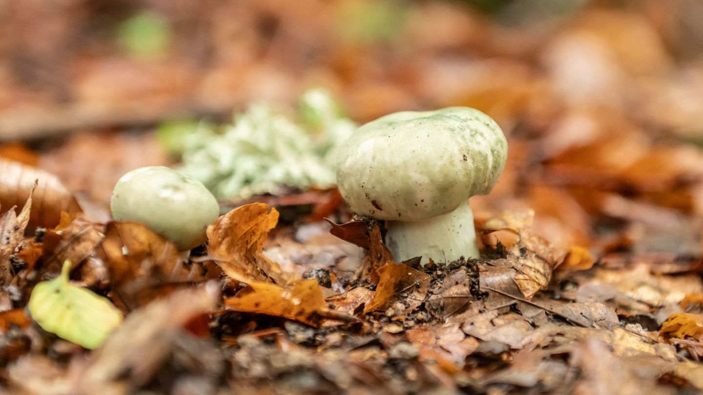 Eine Frau hat ihre 83 Jahre alte Nachbarin beim Pilzsammeln im Wald aus den Augen verloren und die Polizei alarmiert. (Symbolbil