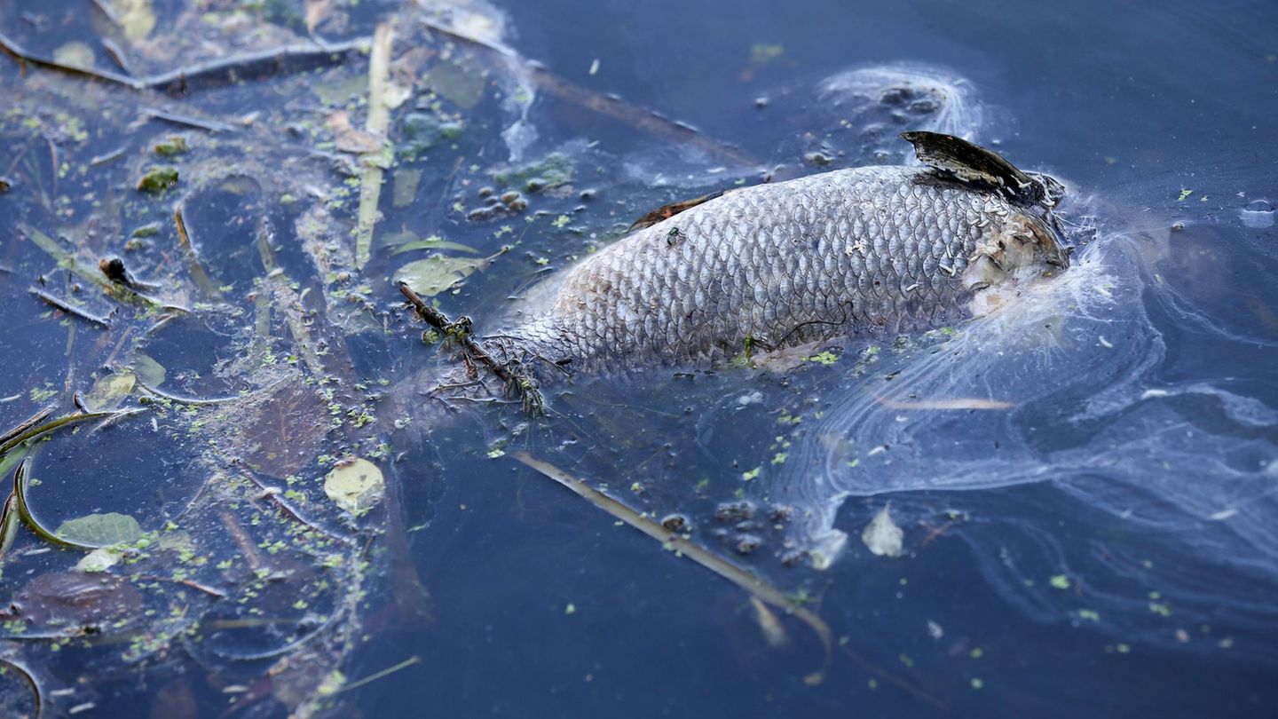 Am Wochenende waren tote Fische auf dem Fumbach in Westhausen im thüringischen Eichsfeld entdeckt worden. (Symbolbild) Foto: Bod