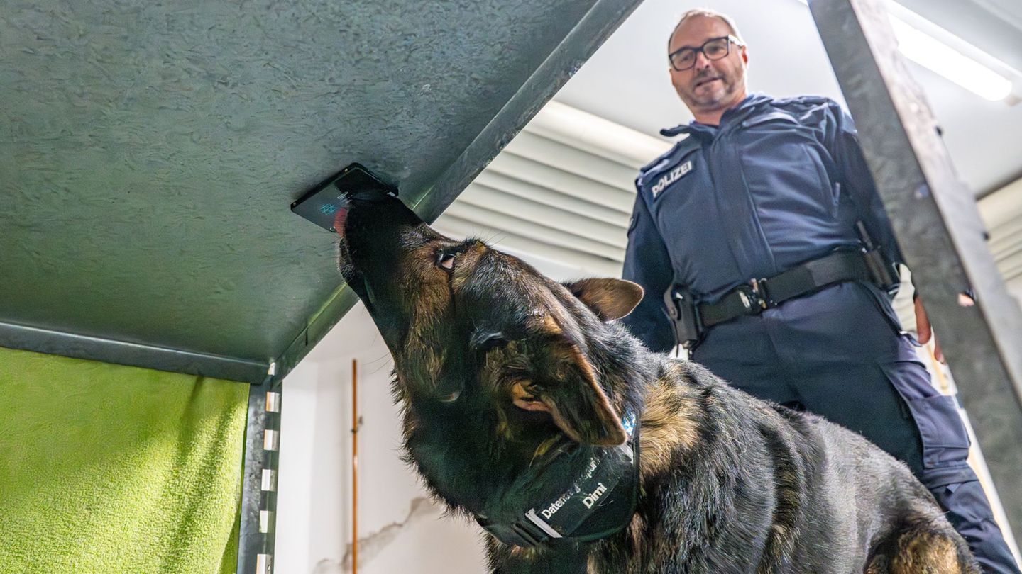 Polizeihund Dimi ist auf Datenträger spezialisiert. Hier findet er eine Festplatte. Dimi ist im Team unterwegs mit seinem Polize