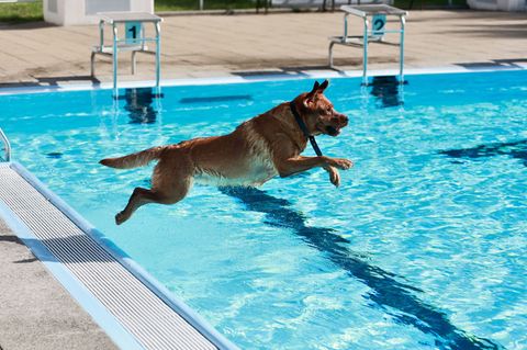 Hunde planschen im Ilse-Strandbad in Wasserleben beim traditionellen Hundeschwimmen zum Saisonende Foto: Matthias Bein/dpa