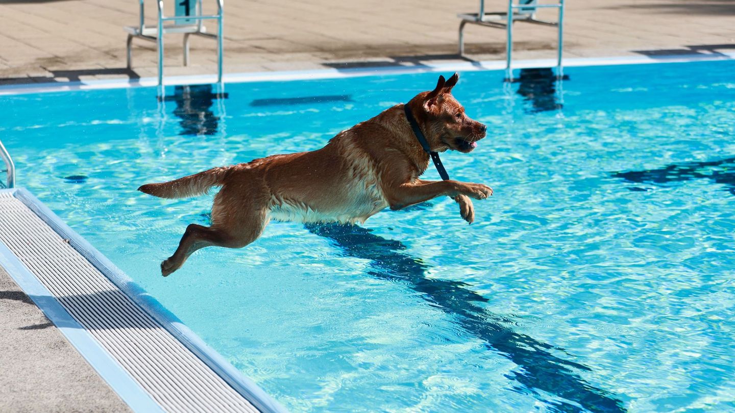 Hunde planschen im Ilse-Strandbad in Wasserleben beim traditionellen Hundeschwimmen zum Saisonende Foto: Matthias Bein/dpa