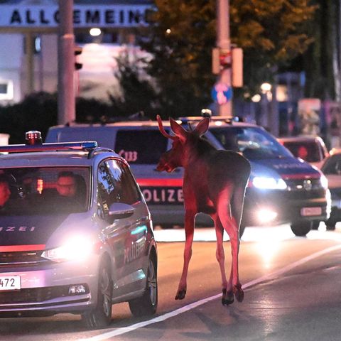 Elch Emil mit Polizeieskorte in St. Pölten