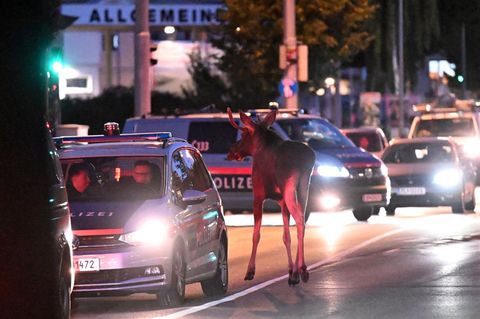 Elch Emil mit Polizeieskorte in St. Pölten