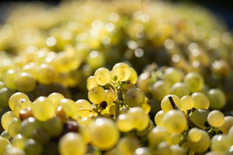 Weinreben mit Trauben