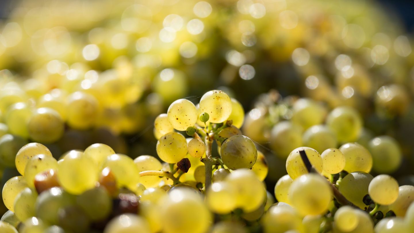 Weinreben mit Trauben