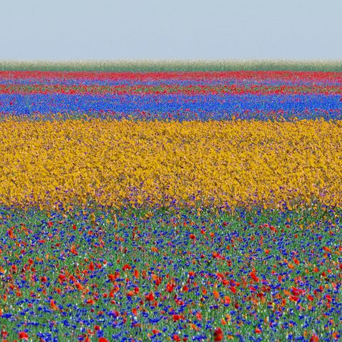 Fotografie: Ein Blumenfeld, welches durch leuchtende Farben wie Rot, Violett und Gelb in Abschnitte eingeteilt wird