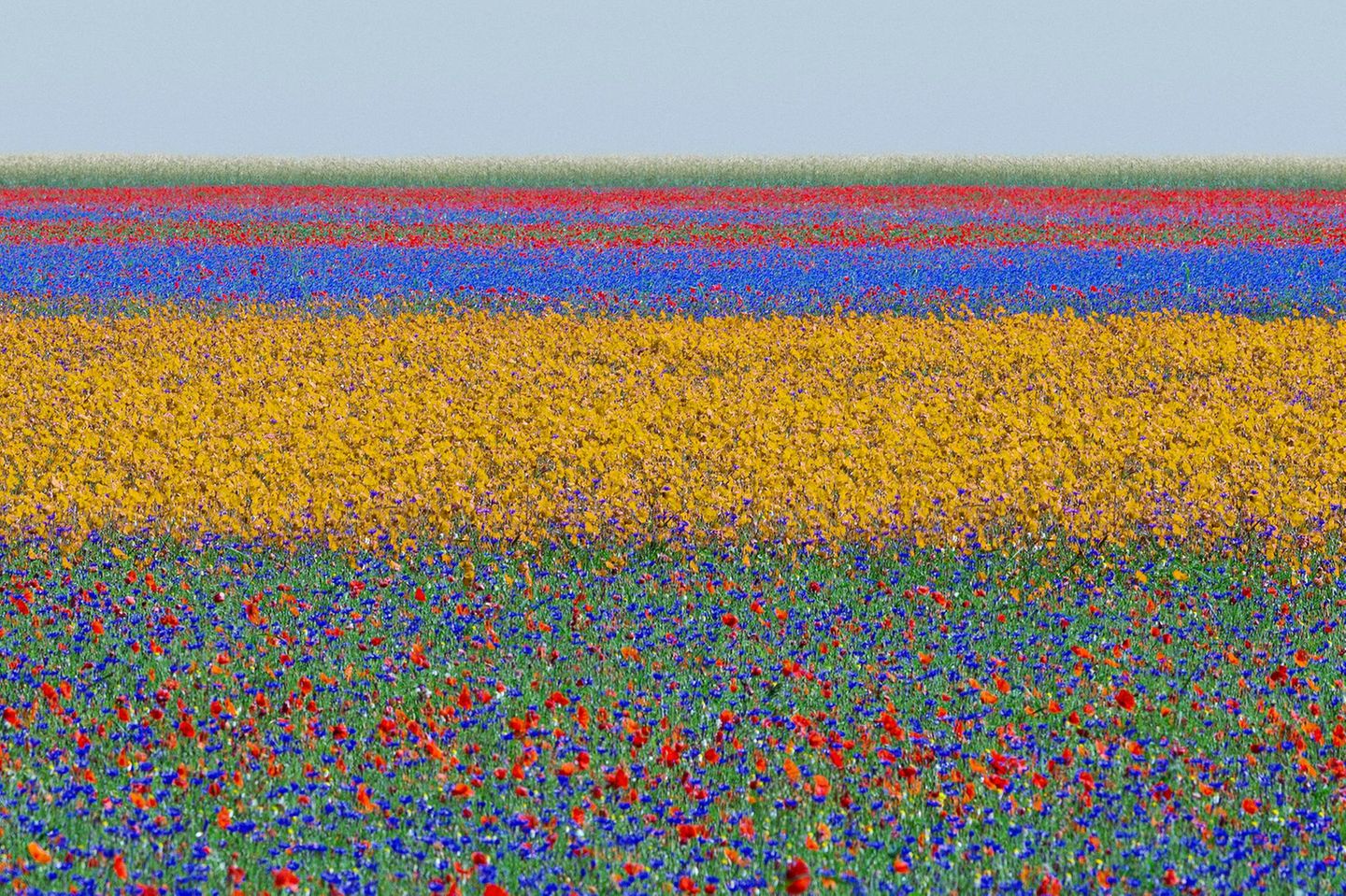 Fotografie: Ein Blumenfeld, welches durch leuchtende Farben wie Rot, Violett und Gelb in Abschnitte eingeteilt wird