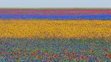 Fotografie: Ein Blumenfeld, welches durch leuchtende Farben wie Rot, Violett und Gelb in Abschnitte eingeteilt wird