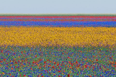 Fotografie: Ein Blumenfeld, welches durch leuchtende Farben wie Rot, Violett und Gelb in Abschnitte eingeteilt wird