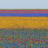 Fotografie: Ein Blumenfeld, welches durch leuchtende Farben wie Rot, Violett und Gelb in Abschnitte eingeteilt wird