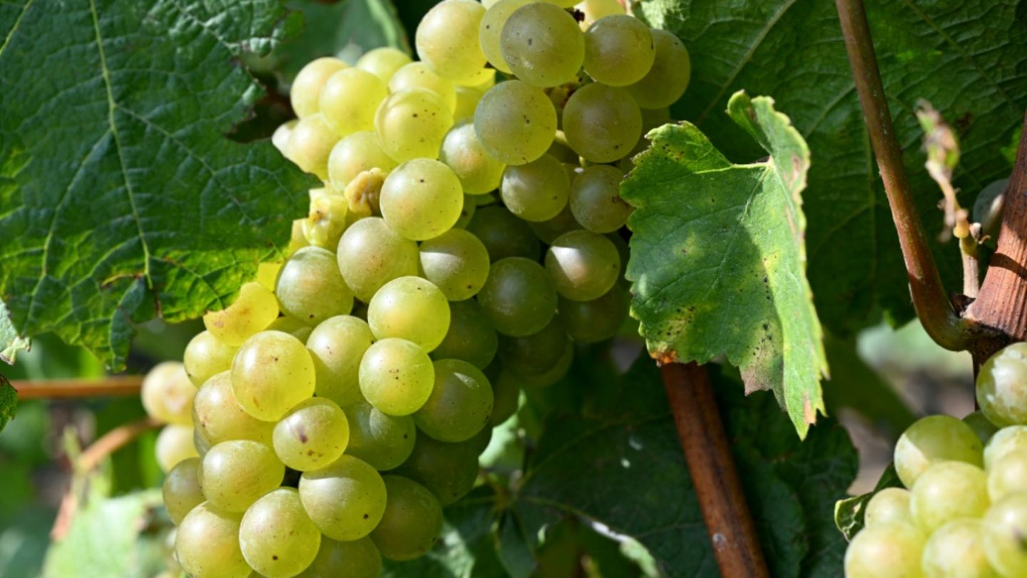 Trauben in einem Weinberg