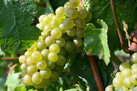 Trauben in einem Weinberg