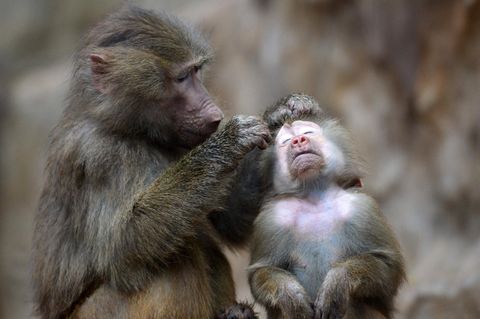 Zoos Pavian laust einen Artgenossen