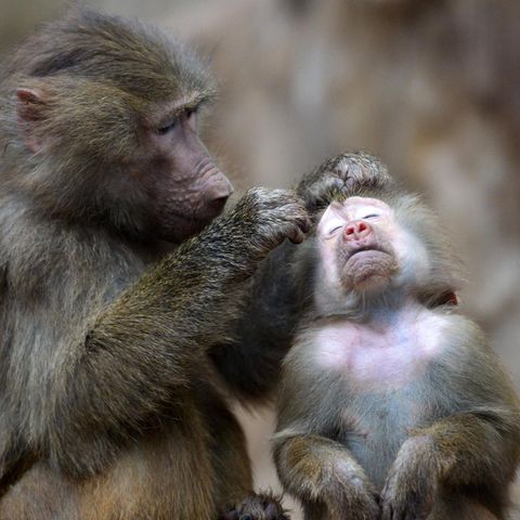 Zoos Pavian laust einen Artgenossen