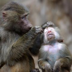 Zoos Pavian laust einen Artgenossen