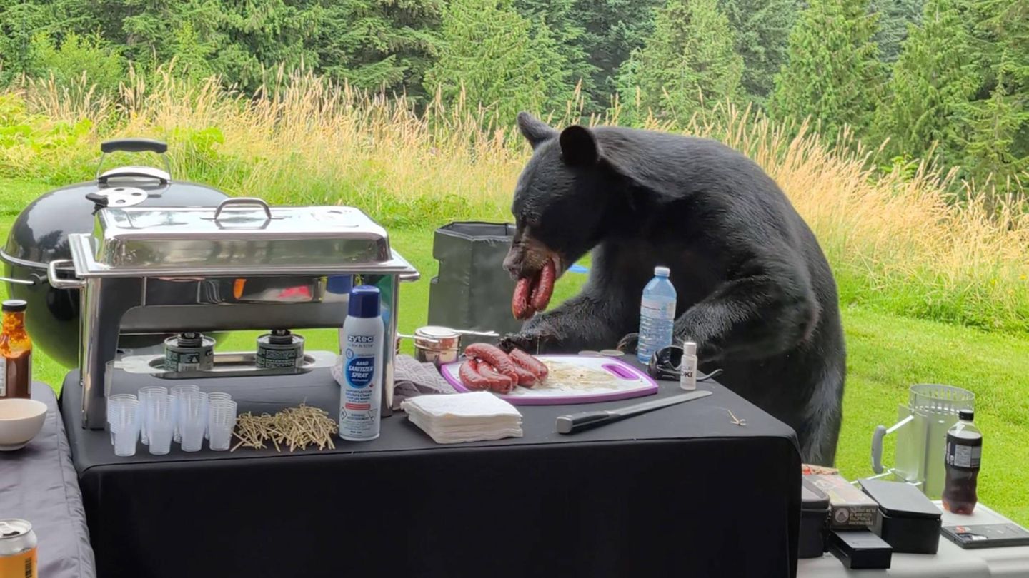 15. September: Das Buffet ist eröffnet Vancouver, Kanada. Meister Petz war eigentlich nicht zum BBQ von François Ligeti eingeladen, erschien dann aber doch und hielt sich auch noch an den Würstchen schadlos. Der überraschte Gastgeber dokumentierte seine erste Begegnung mit einem Bären mit der Kamera