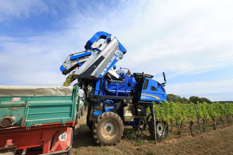War der Trauben-Diebstahl in Rheinhessen das Versehen eines Vollernter-Fahrers? (Symbolbild) Foto: Karl-Josef Hildenbrand/dpa