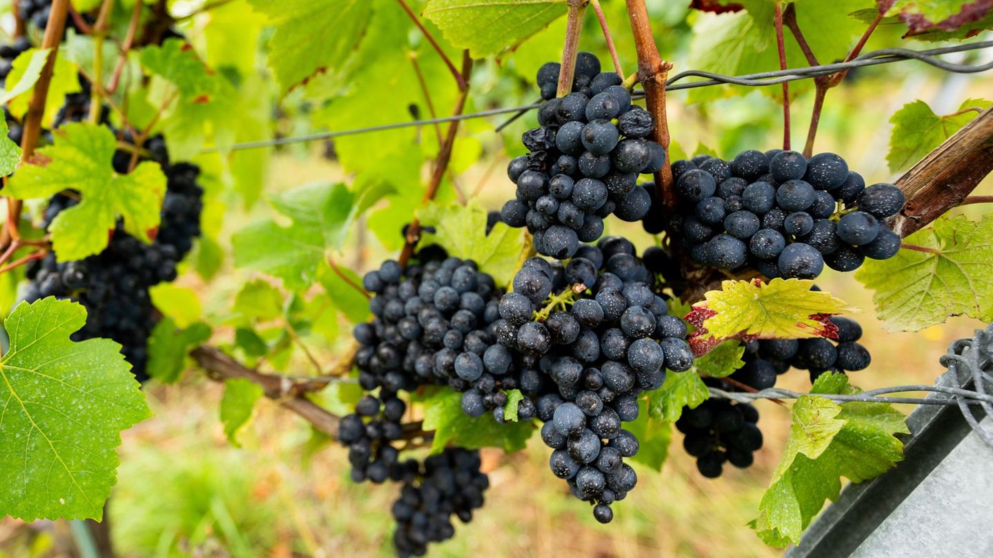 In Thüringen beginnt in diesen Tagen die Weinlese. (Archivbild) Foto: Jacob Schröter/dpa