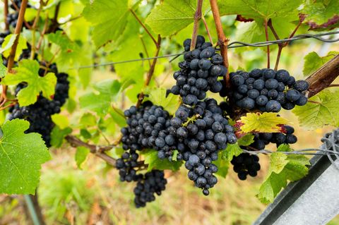 In Thüringen beginnt in diesen Tagen die Weinlese. (Archivbild) Foto: Jacob Schröter/dpa