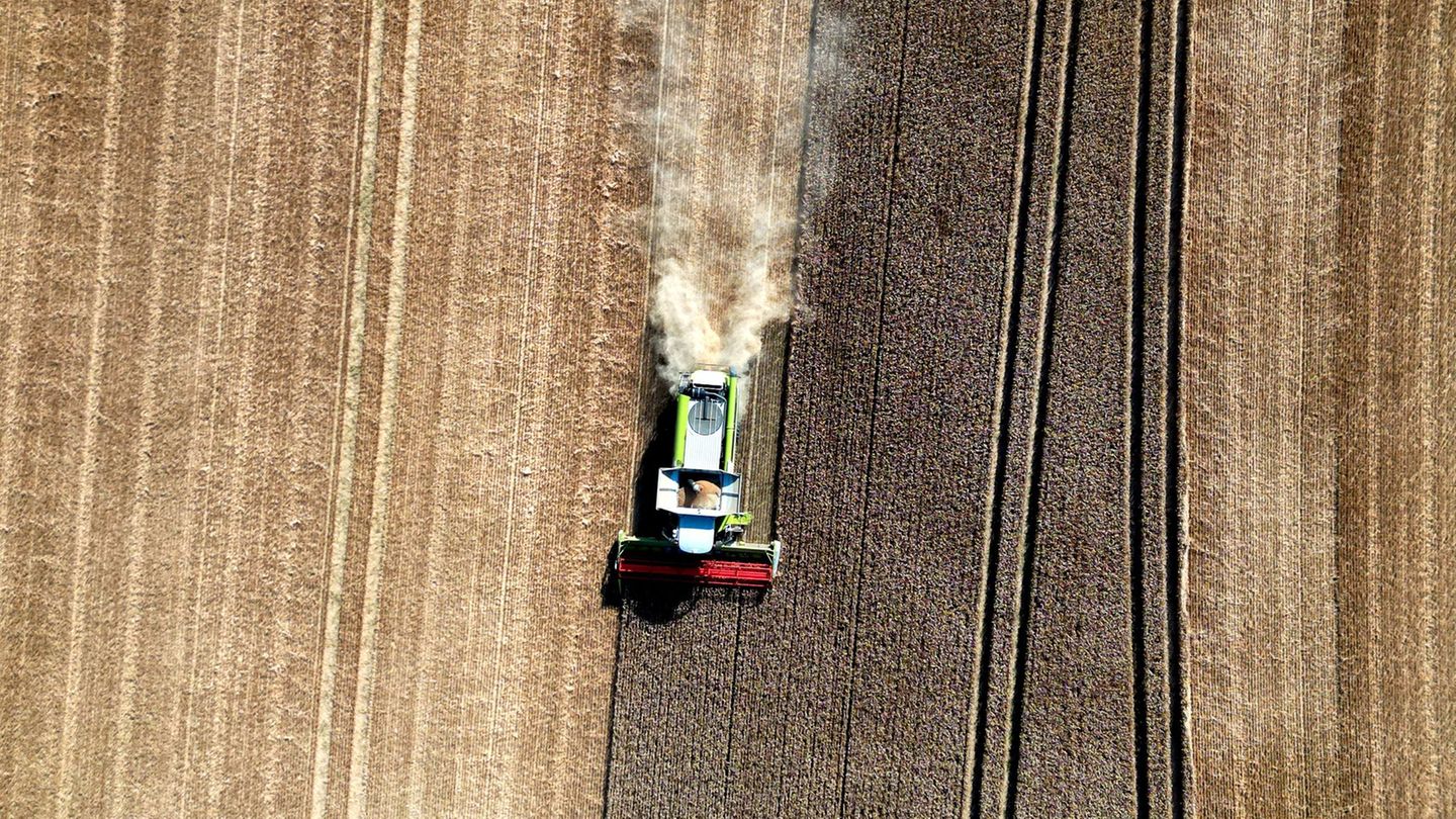 Das Sommerwetter sicherte den Landwirten im Juli eine trockene Einfuhr des Getreides. (Archivbild) Foto: Federico Gambarini/dpa