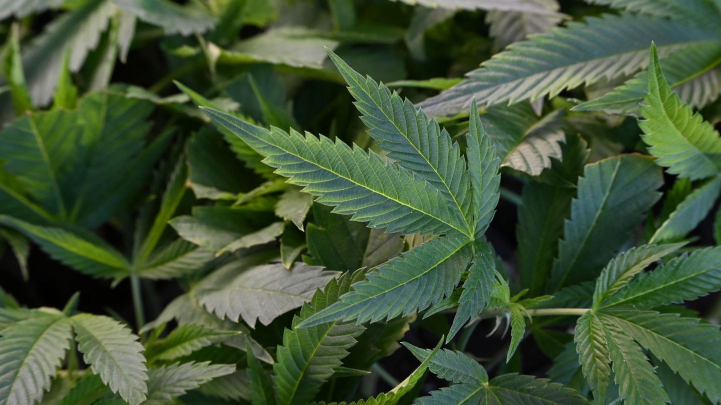 Cannabispflanzen wurden im Kreis Rendsburg-Eckernförde in einem Maisfeld entdeckt. (Symbolbild) Foto: Michael Brandt/dpa
