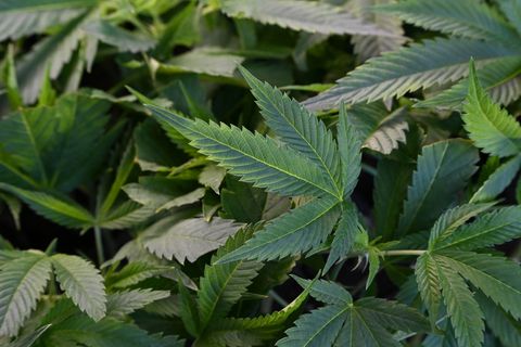 Cannabispflanzen wurden im Kreis Rendsburg-Eckernförde in einem Maisfeld entdeckt. (Symbolbild) Foto: Michael Brandt/dpa