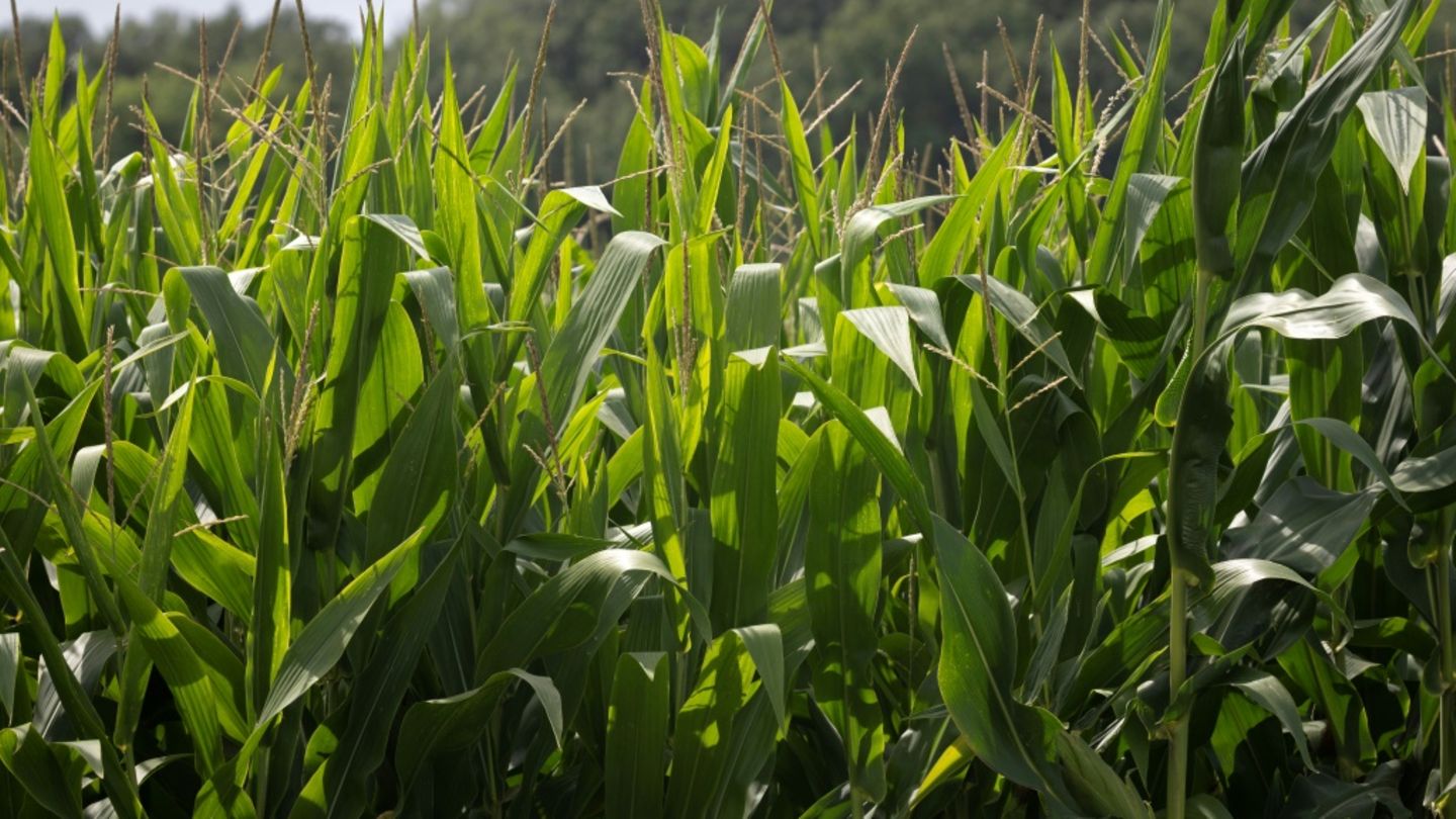 Maisfeld
