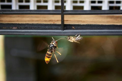 Asiatische Hornisse an Bienenstock