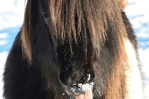 Shetland-Pony auf einem Feld